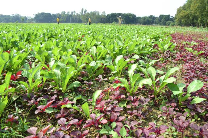 joyful-mixed-crops-in-winter