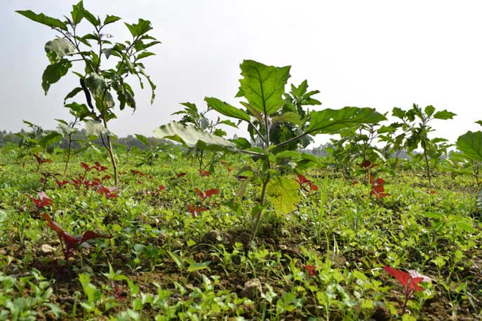 বেগুন ধনিয়া লাল শাক