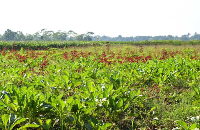 মিশ্র ফসলরে পাশে সীম ক্ষেত