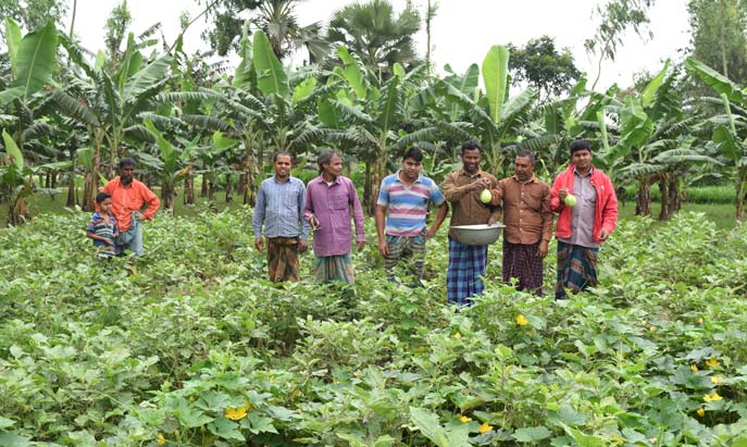 Montu mia bt brinjal field 