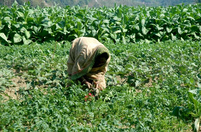 tobacco to food crops