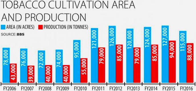 tobacoo cultivation