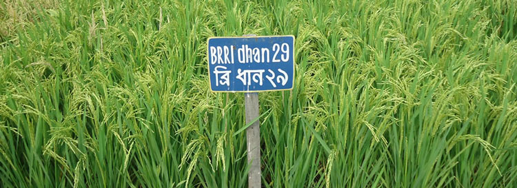 brri dhan 29