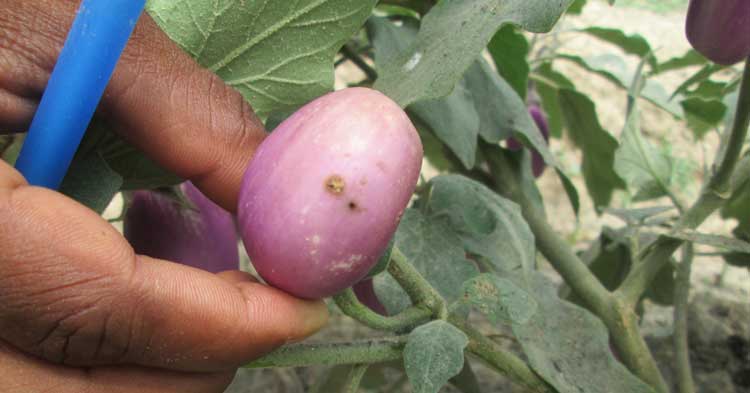 brinjal_pest