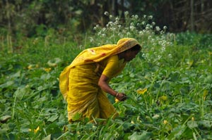 Women_Mixed_Crop Women_Mixed_Crop