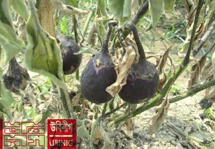 Bt Brinjal