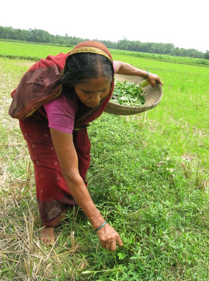 Uncultivated Food