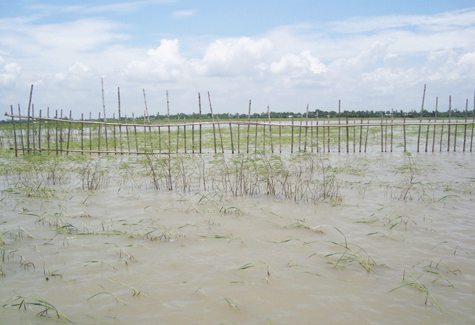 Bamboo binding